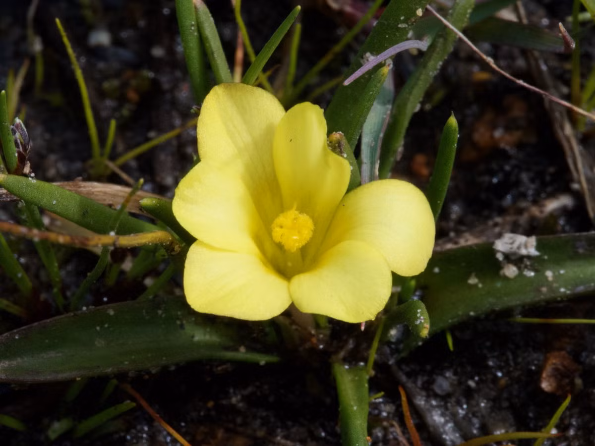 Loài hoa này được nhà thực vật học Peter Goldblatt miêu tả khoa học lần đầu tiên vào năm 1998. Đặc biệt, Moraea minima chỉ xuất hiện ở một khu vực nhỏ thuộc Western Cape, Nam Phi, nơi có hệ sinh thái Agulhas Sand Fynbos đang bị đe dọa nghiêm trọng. (Ảnh:Good Things Guy)