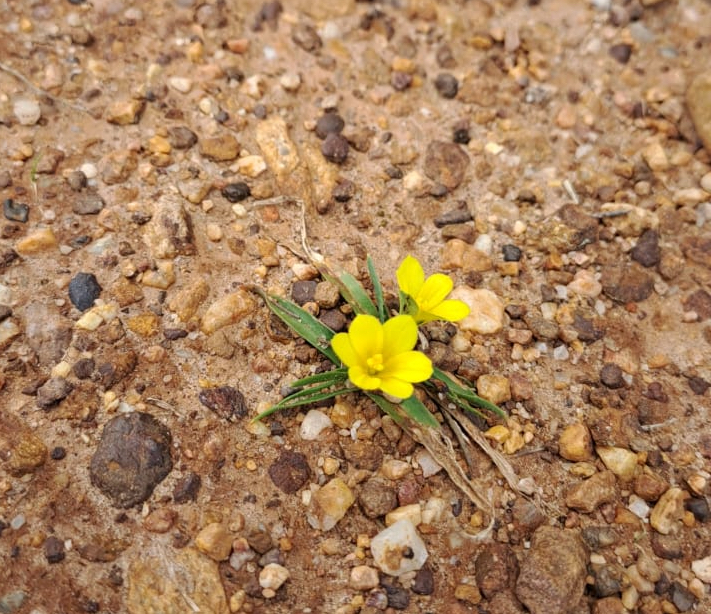 Tuy nhiên, Eugéne Hahndiek, một nhà quản lý bảo tồn, tình cờ phát hiện loài hoa này mọc trên đường ở Nam Phi và chia sẻ hình ảnh lên ứng dụng khoa học iNaturalist. Nhờ đó, các nhà khoa học đã nhận ra loài hoa này và tổ chức bảo tồn loài hoa dại quý hiếm và nguy cấp (CREW) đã tìm kiếm thành công nó vào tháng 8/2023.(Ảnh:Good Things Guy)