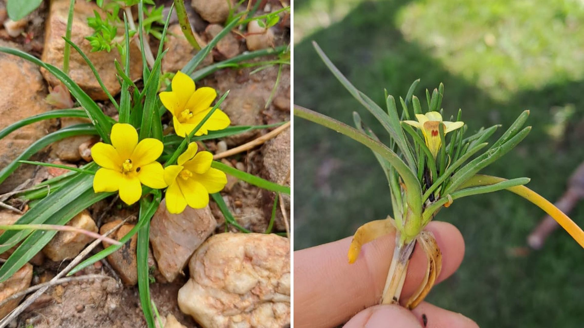 Lần cuối cùng Moraea minima được ghi nhận là vào năm 1981. Sau đó, loài hoa này biến mất khỏi tầm mắt của các nhà khoa học và được cho là đã tuyệt chủng do sự xâm lấn của các loài thực vật ngoại lai. (Ảnh:Good Things Guy)