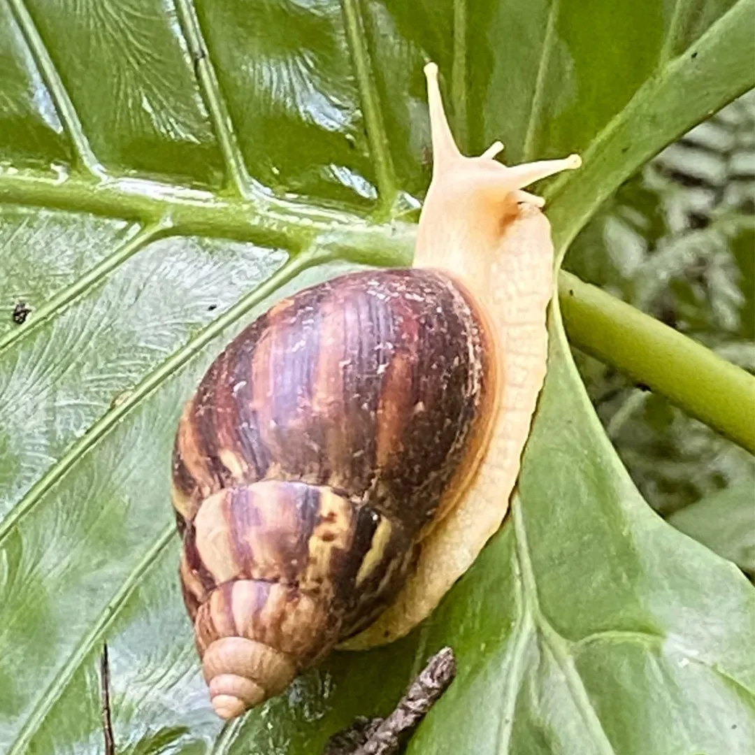 Chúng là loài sinh sản lưỡng tính, có thể tự thụ tinh cho trứng. Điều này giúp chúng duy trì nòi giống một cách hiệu quả, đặc biệt trong môi trường sống khắc nghiệt.(Ảnh: Picture Insect)