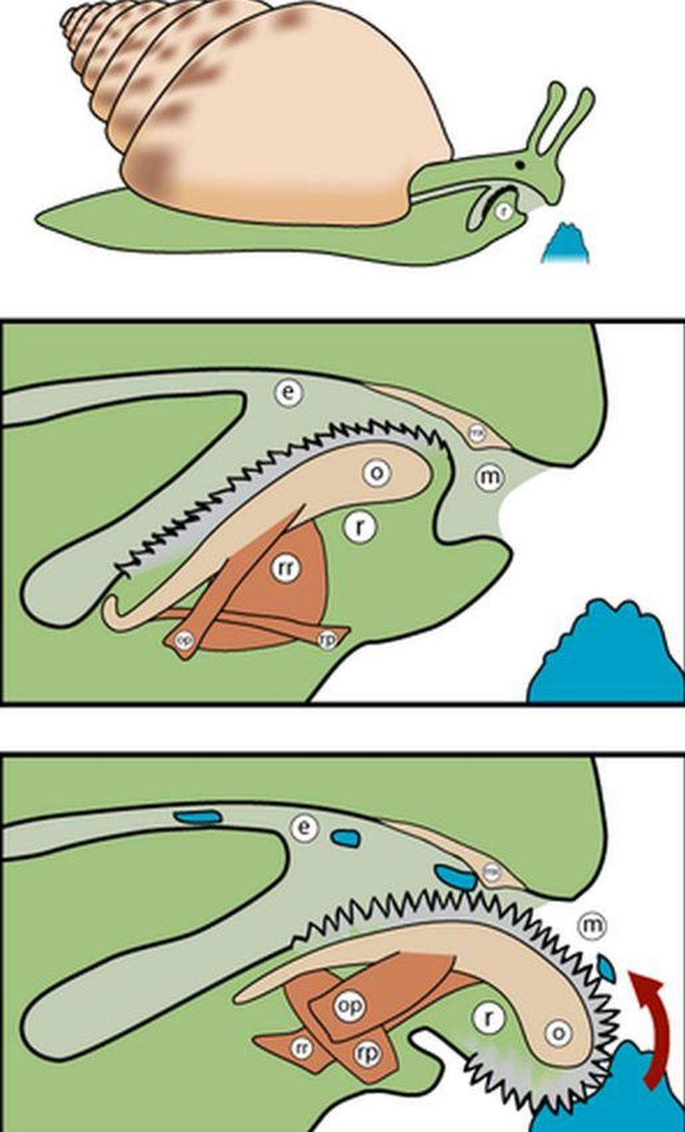 Răng của ốc sên không giống như răng của con người hay các loài động vật khác. Thay vì là những chiếc răng cứng, chúng là những chiếc gai mềm xếp thành dải dài bên trong một khoang gọi là radula. Khi ăn, ốc sên nhô radula ra ngoài để “cào” thức ăn và cuốn vào bên trong, sau đó những chiếc răng này sẽ nghiền nát thức ăn.(Ảnh: WIKIPEDIA)