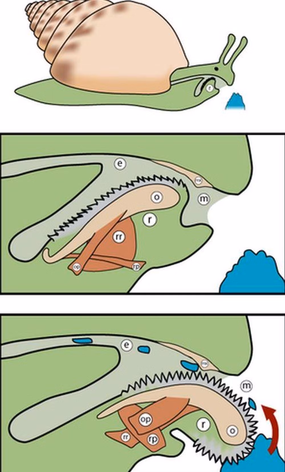 Răng của ốc sên không giống như răng của con người hay các loài động vật khác. Thay vì là những chiếc răng cứng, chúng là những chiếc gai mềm xếp thành dải dài bên trong một khoang gọi là radula. Khi ăn, ốc sên nhô radula ra ngoài để “cào” thức ăn và cuốn vào bên trong, sau đó những chiếc răng này sẽ nghiền nát thức ăn.(Ảnh: WIKIPEDIA)