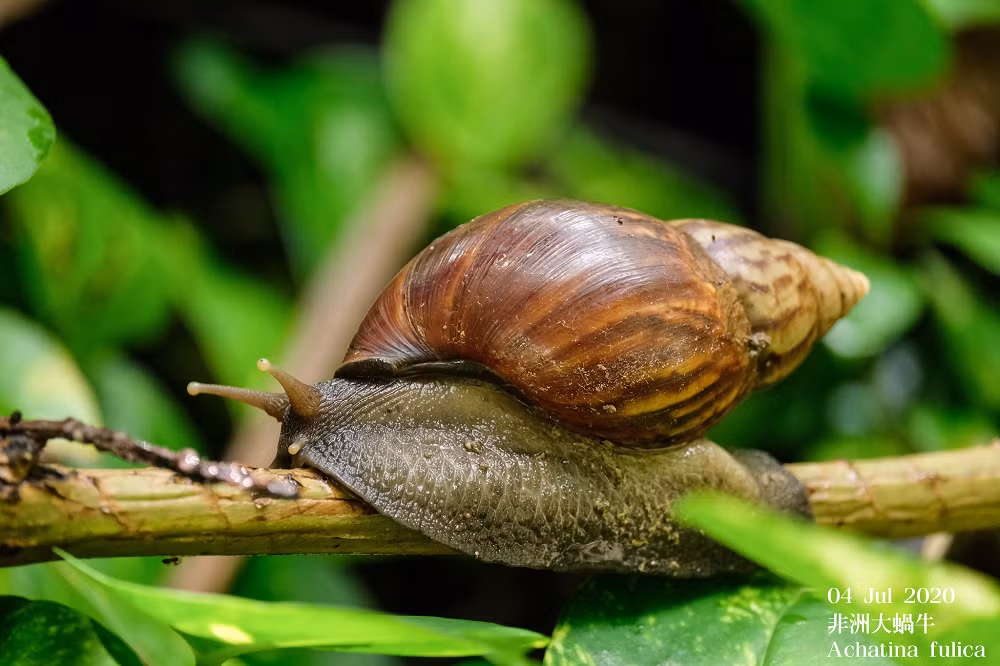 Ốc sên đóng vai trò quan trọng trong việc duy trì sự cân bằng sinh thái. Chúng giúp phân hủy mùn bã hữu cơ, góp phần làm giàu đất và duy trì sự đa dạng sinh học. (Ảnh: iNaturalist)