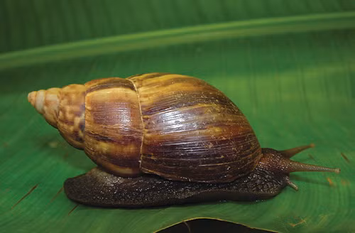 Ốc sên không phải là một loài vật quá xa lạ với người Việt Nam. Chúng là loài động vật thân mềm với vỏ ngoài cứng cáp, là một trong những sinh vật kỳ lạ và thú vị nhất trên Trái đất. Với số lượng răng khổng lồ từ 14.000 đến 25.000 chiếc, ốc sên xứng đáng với danh hiệu "loài vật nhiều răng nhất thế giới". (Ảnh: GISD)