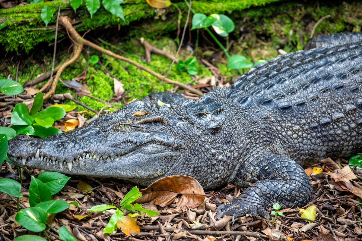 Cá sấu Xiêm (Crocodylus siamensis), còn được gọi là cá sấu Thái Lan hay cá sấu nước ngọt, là một loài cá sấu nước ngọt đặc trưng của khu vực Đông Nam Á. Loài này hiện đang đối mặt với nguy cơ tuyệt chủng cao do mất môi trường sống và săn bắt trái phép.(Ảnh:Britannica)