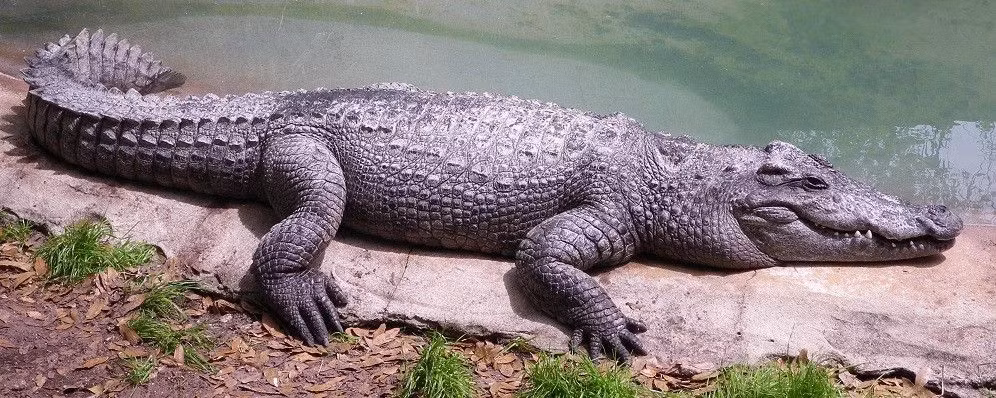 Hiện nay, cá sấu Xiêm đang được xếp vào danh sách các loài nguy cấp theo IUCN. Nguyên nhân chính dẫn đến tình trạng này là do mất môi trường sống và săn bắt trái phép để lấy da và thịt. Nhiều chương trình bảo tồn đã được triển khai nhằm bảo vệ và phục hồi quần thể cá sấu Xiêm trong tự nhiên.(Ảnh:Fandom)