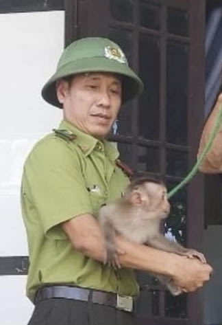 5. Khỉ đuôi lợn: Ngày 15/6, Chi cục Kiểm lâm tỉnh Thừa Thiên Huế tiếp nhận một cá thể khỉ đuôi lợn quý hiếm từ ông Trần Văn Lành, một người dân xã Phú Xuân (Phú Vang). (Ảnh: Báo Thừa Thiên Huế)
