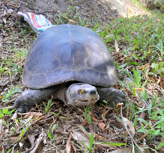Hiện nay, rùa răng đang đối mặt với nguy cơ tuyệt chủng do mất môi trường sống, săn bắt trái phép và biến đổi khí hậu. Theo Sách Đỏ IUCN, rùa răng được xếp vào danh sách các loài cực kỳ nguy cấp. (Ảnh: Dân Việt)
