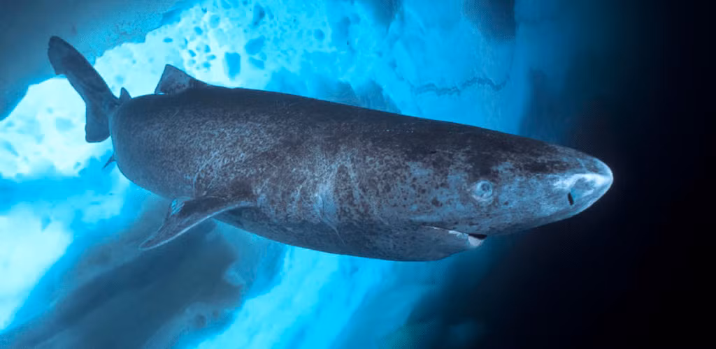 1. Cá mập xanh Greenland - 400 triệu năm: Cá mập xanh Greenland là một trong những loài cá mập cổ xưa nhất còn tồn tại. Loài động vật này sống chủ yếu ở vùng Bắc Đại Tây Dương và Bắc Cực, nơi nước cực lạnh giúp chúng phát triển chậm chạp và có tuổi thọ lên đến 400 năm. Với tốc độ sinh trưởng chậm và cuộc sống kéo dài, cá mập Greenland là minh chứng sống cho sức mạnh của sự tiến hóa.