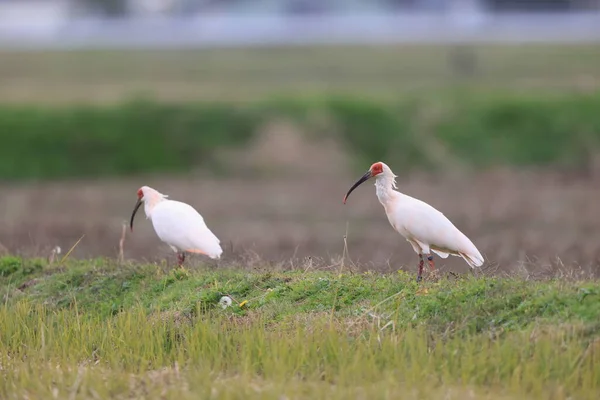 Nhận thức được tầm quan trọng của việc bảo tồn loài chim quý hiếm này, chính phủ Nhật Bản đã triển khai nhiều biện pháp bảo vệ và nhân giống Toki. Đảo Sado, nằm ngoài khơi bờ biển Niigata, đã trở thành trung tâm bảo tồn chính cho loài chim này. Tại đây, các nhà khoa học đã thành công trong việc nhân giống và thả Toki trở lại môi trường tự nhiên.(Ảnh:Depositphotos)