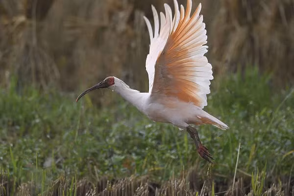 Đến năm 2003, con Toki hoang dã cuối cùng tại Nhật Bản đã chết, đánh dấu một giai đoạn đen tối trong lịch sử bảo tồn loài chim này.(Ảnh:Nature Prints &amp; Wall Art)