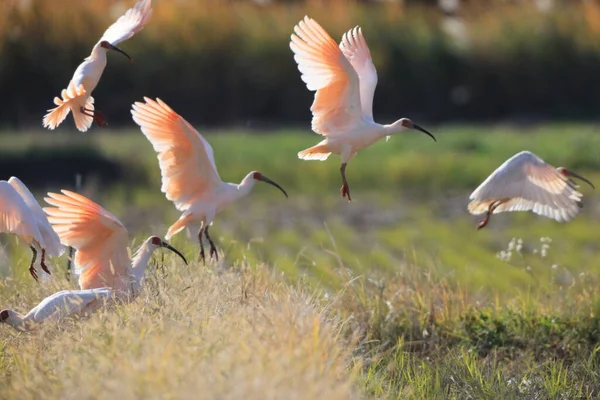 Sự hồi sinh của loài chim Toki không chỉ là một thành công về mặt sinh học mà còn là một biểu tượng của sự kiên trì và nỗ lực không ngừng nghỉ trong công cuộc bảo tồn thiên nhiên. Chính quyền thành phố Sado đã áp dụng các phương pháp canh tác nông nghiệp bền vững, hạn chế sử dụng thuốc trừ sâu và phân bón hóa học, tạo ra môi trường sống lý tưởng cho Toki và các loài sinh vật khác.(Ảnh:Depositphotos)