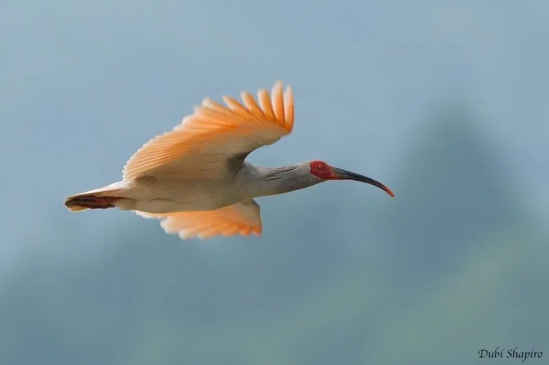 Đến năm 2016, lần đầu tiên sau 42 năm, một chú chim Toki sinh ra trong điều kiện hoang dã đã được ghi nhận.(Ảnh:Picture Bird)