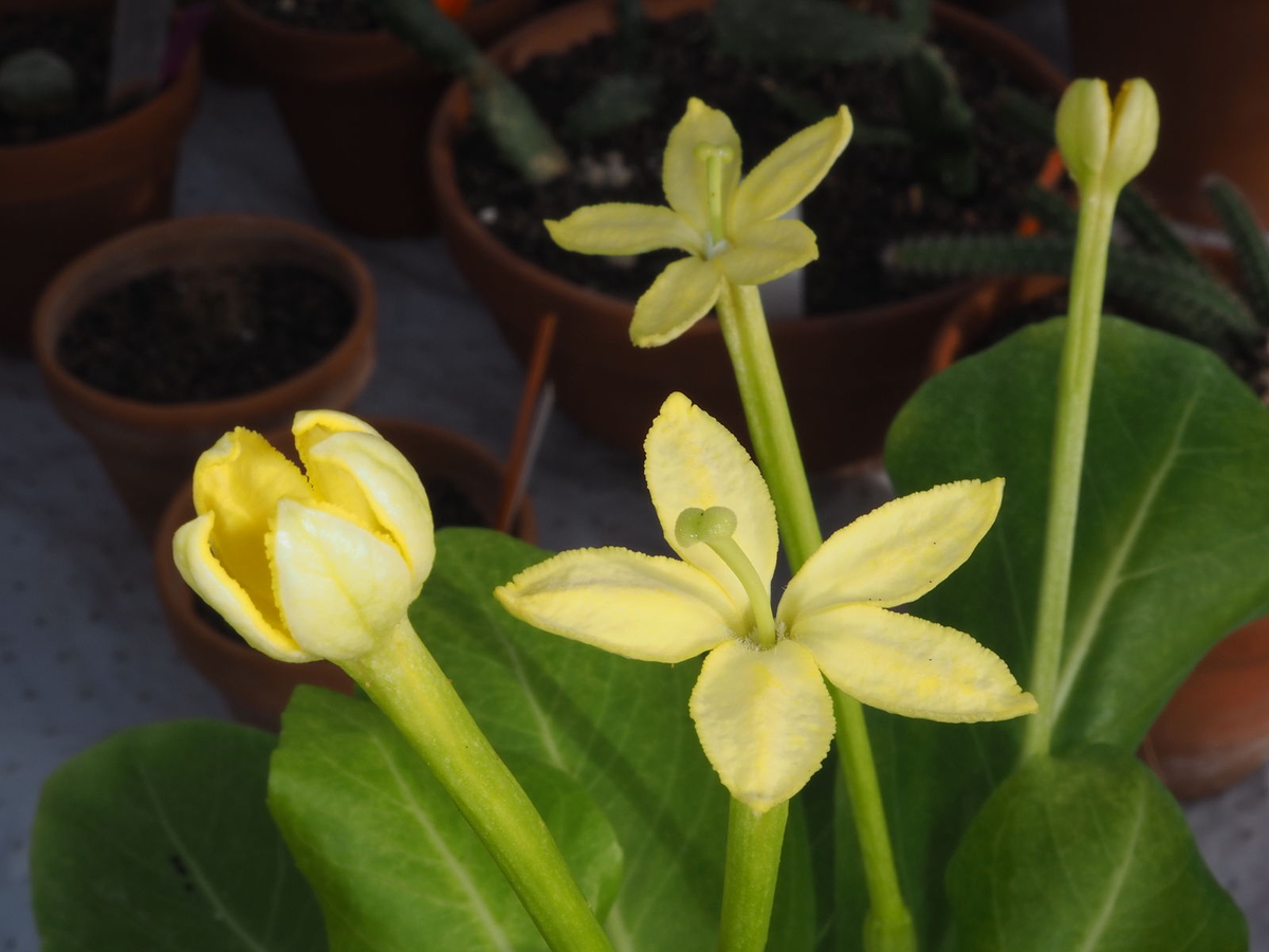 Đây cũng là nơi sinh sống của Brighamia insignis, một loài thực vật đặc hữu và đang bị đe dọa của quần đảo Hawaii.(Ảnh:Plants of the World Online)