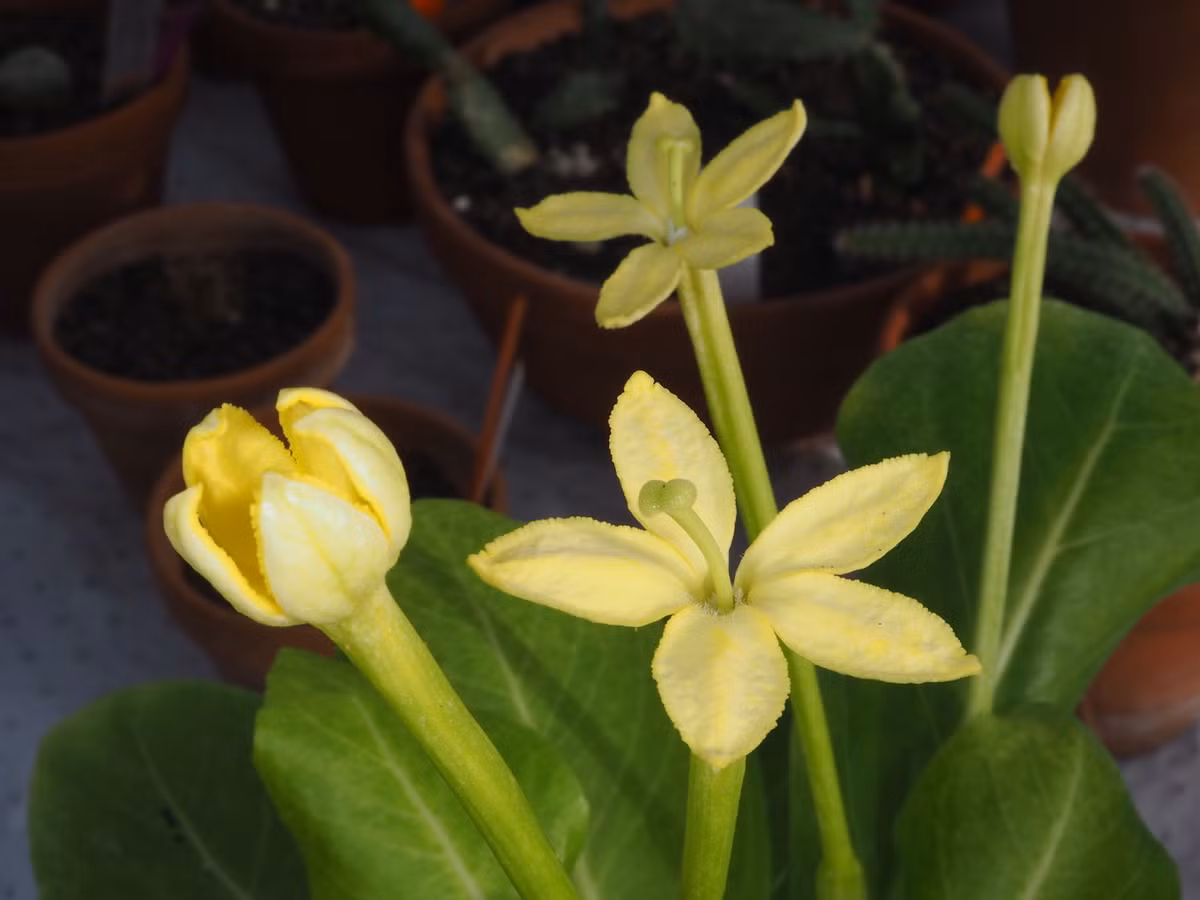 Đây cũng là nơi sinh sống của Brighamia insignis, một loài thực vật đặc hữu và đang bị đe dọa của quần đảo Hawaii.(Ảnh:Plants of the World Online)