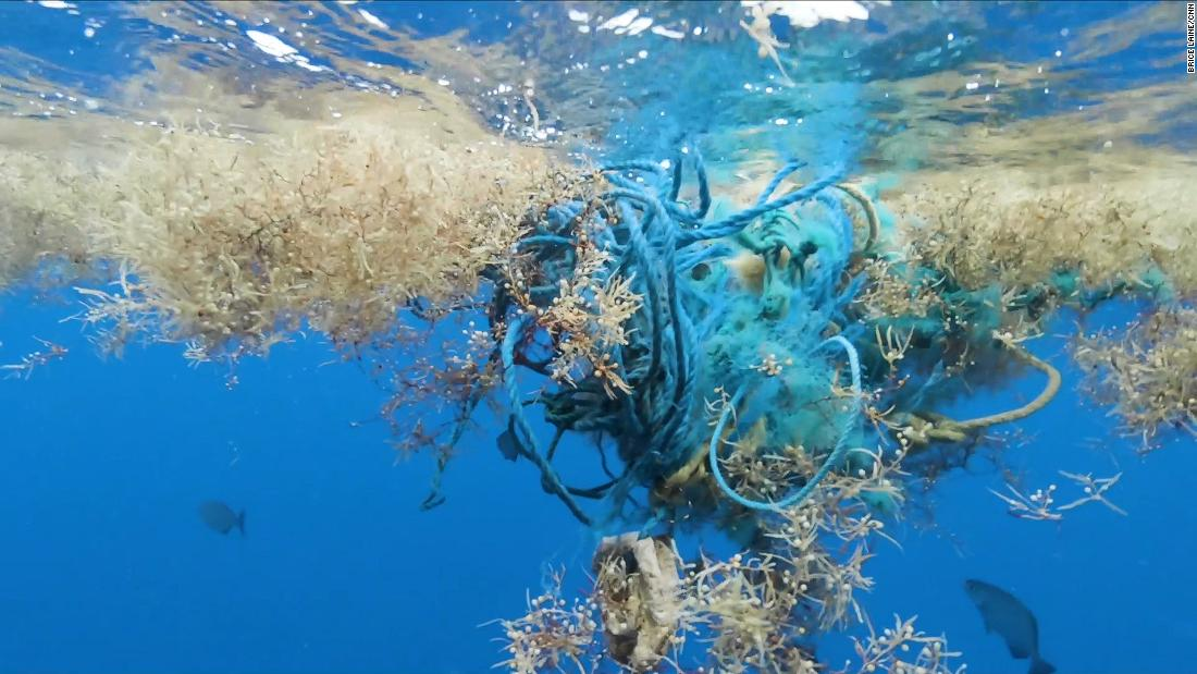 Biển Sargasso còn được biết đến với tên gọi “biển nghĩa địa” do những câu chuyện lịch sử về các con tàu bị mắc kẹt tại đây. Mặc dù được bao quanh bởi các dòng chảy mạnh, vùng biển này lại rất yên tĩnh, tạo nên một môi trường nước trong suốt, có thể nhìn sâu tới hơn 60 mét. (Ảnh: CNN)