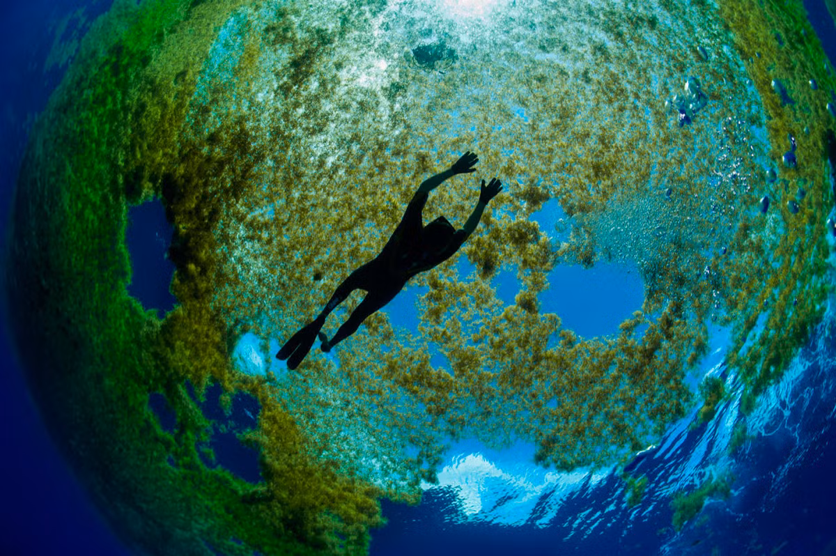 Trong những năm gần đây, Biển Sargasso đã trở thành đối tượng của nhiều nghiên cứu khoa học, đặc biệt là về đa dạng sinh học vi sinh vật. (Ảnh: Mission Blue)