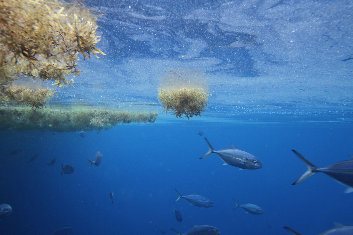 Biển Sargasso không chỉ là một vùng biển độc đáo về mặt địa lý mà còn là một hệ sinh thái phong phú và bí ẩn, thu hút sự quan tâm của nhiều nhà khoa học và nhà thám hiểm. Với những đặc điểm đặc biệt và vai trò quan trọng trong hệ sinh thái biển, Biển Sargasso xứng đáng được bảo vệ và nghiên cứu sâu hơn. (Ảnh: Sargasso Sea Commission)