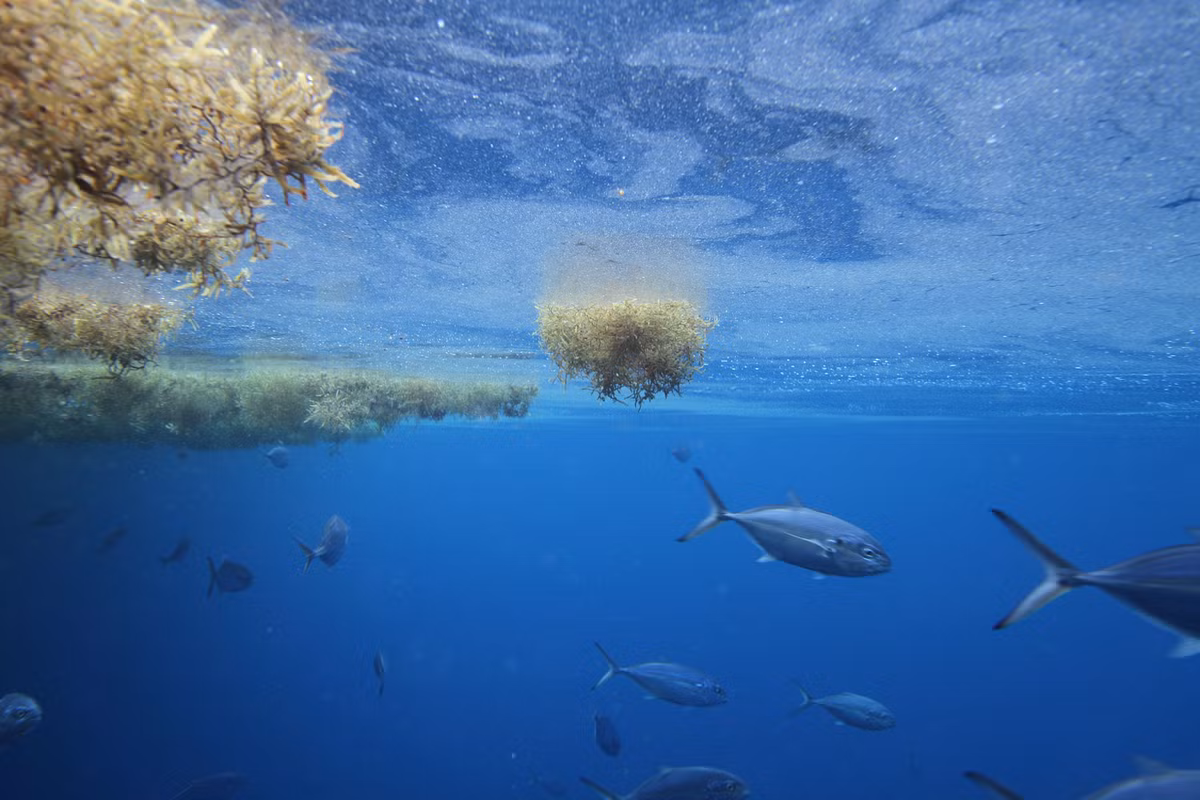 Biển Sargasso không chỉ là một vùng biển độc đáo về mặt địa lý mà còn là một hệ sinh thái phong phú và bí ẩn, thu hút sự quan tâm của nhiều nhà khoa học và nhà thám hiểm. Với những đặc điểm đặc biệt và vai trò quan trọng trong hệ sinh thái biển, Biển Sargasso xứng đáng được bảo vệ và nghiên cứu sâu hơn. (Ảnh: Sargasso Sea Commission)