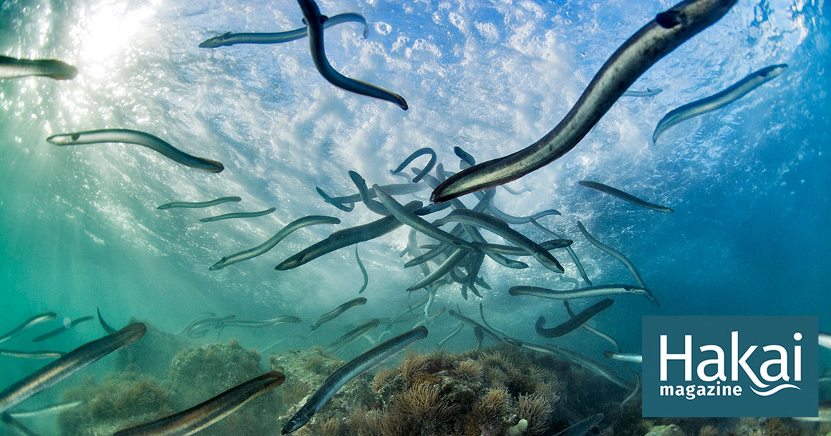 Biển Sargasso cũng là điểm đến quan trọng trong hành trình di cư của các loài cá chình catadromous như cá chình Châu Âu và cá chình Mỹ. Ấu trùng của những loài này nở trong biển và khi lớn lên, chúng di cư đến Châu Âu hoặc Bờ Đông Bắc Mỹ. Khi trưởng thành, chúng quay trở lại Biển Sargasso để sinh sản. (Ảnh: Hakai Magazine)