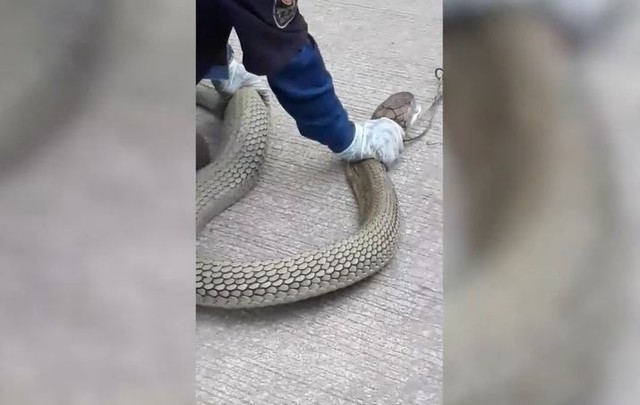 Người dân gọi lực lượng cứu hộ đến, và họ đã bắt được con " quái thú" bằng một cây sào và siết cổ mang thả trở lại rừng. Các chuyên gia cho rằng rắn hổ mang chúa ngày càng tiến vào khu dân cư để tìm thức ăn do nguồn thức ăn trong tự nhiên bị cạn kiệt bởi điều kiện thời tiết. (Ảnh: Người đưa tin)