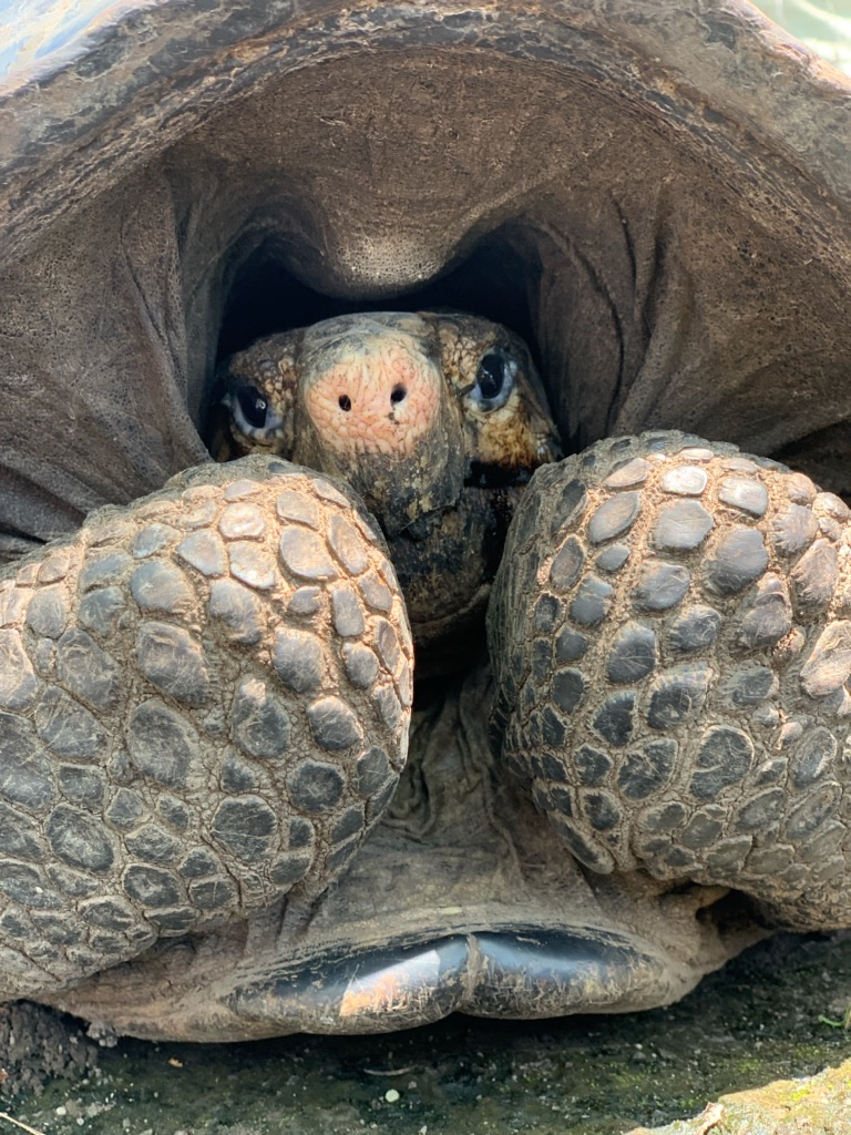Lần cuối cùng loài rùa này được ghi nhận là vào năm 1906. Sau đó, chúng biến mất một cách bí ẩn, khiến nhiều người tin rằng chúng đã tuyệt chủng do các vụ phun trào núi lửa và nạn săn bắt. (Ảnh:Turtle Conservancy)