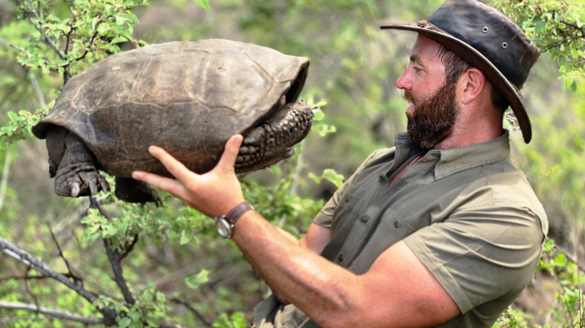 Năm 2019, một nhóm nhà nghiên cứu từ Vườn Quốc gia Galápagos và tổ chức bảo tồn Galápagos Conservancy đã phát hiện ra một con rùa cái tên Fernanda trên đảo Fernandina. Đây là lần đầu tiên sau hơn 100 năm, loài rùa này được nhìn thấy. (Ảnh:Turtle Conservancy)