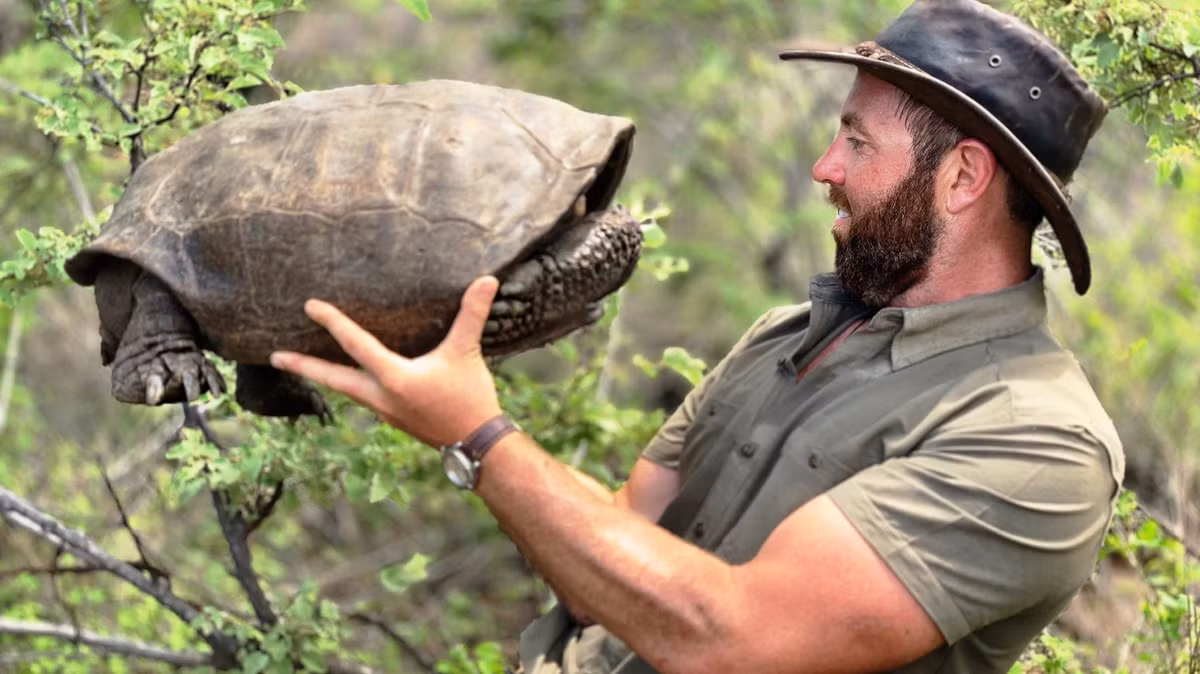 Năm 2019, một nhóm nhà nghiên cứu từ Vườn Quốc gia Galápagos và tổ chức bảo tồn Galápagos Conservancy đã phát hiện ra một con rùa cái tên Fernanda trên đảo Fernandina. Đây là lần đầu tiên sau hơn 100 năm, loài rùa này được nhìn thấy. (Ảnh:Turtle Conservancy)