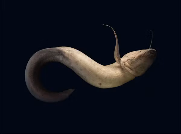 Cá phổi châu Phi có thể sống ngoài môi trường nước tới vài tháng bằng cách đào hang và ẩn mình dưới lớp bùn khô cứng. Trong thời gian này, chúng tạo ra một lớp kén bảo vệ xung quanh cơ thể để giữ ẩm và giảm thiểu sự mất nước. Khả năng này giúp chúng vượt qua những mùa khô hạn kéo dài, khi các ao hồ nơi chúng sinh sống bị khô cạn.(Ảnh: Scientific American)