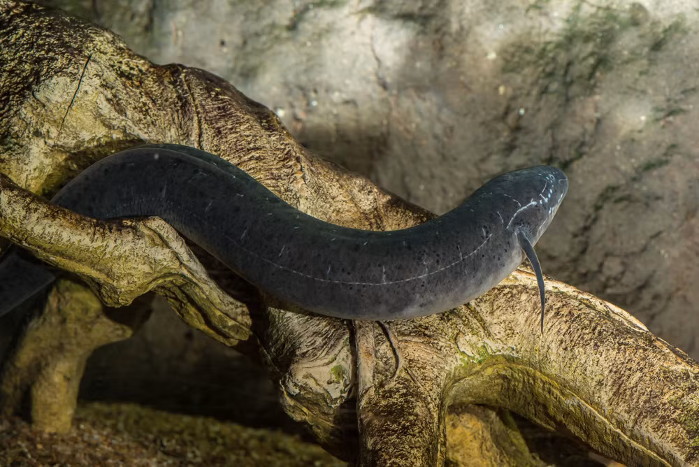Cá phổi châu Phi không chỉ là một kỳ quan sinh học mà còn là một minh chứng sống động cho khả năng thích nghi và sinh tồn của các loài động vật trong tự nhiên. Khả năng sống sót trong điều kiện khắc nghiệt của chúng là một chủ đề nghiên cứu hấp dẫn, mở ra nhiều cơ hội khám phá về sự tiến hóa và sinh thái học.(Ảnh: Oregon Zoo)