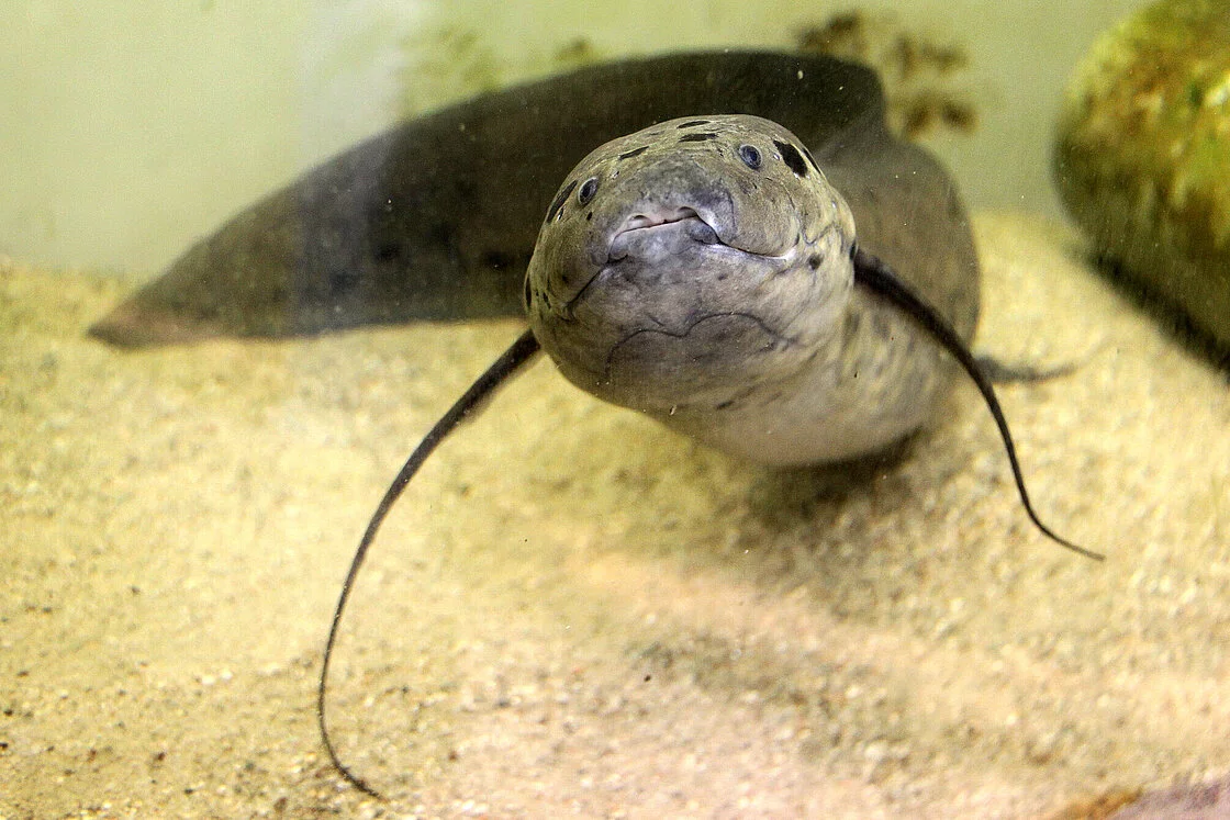 Là loài ăn thịt, cá phổi châu Phi chủ yếu săn mồi là các động vật giáp xác, ấu trùng côn trùng thủy sinh, động vật thân mềm và cá nhỏ. Chúng sử dụng các vây ngực và vây hậu môn để bơi hoặc trườn dọc theo đáy môi trường sống, tìm kiếm thức ăn.(Ảnh:Zoo Leipzig)