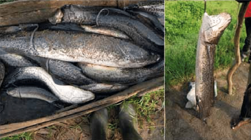 Tuy nhiên, loài cá ngoan cường này vẫn không thể tránh khỏi con người. Ở châu Phi, cá phổi trở thành món ăn quý hiếm, và người dân nơi đây đã phát triển kỹ năng truy bắt chúng ngay cả khi chúng ẩn dưới lớp đất khô.(Ảnh: ResearchGate)