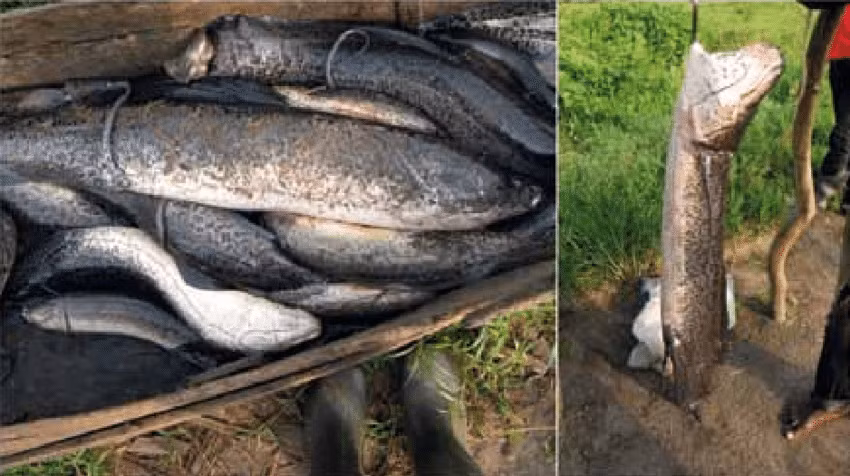 Tuy nhiên, loài cá ngoan cường này vẫn không thể tránh khỏi con người. Ở châu Phi, cá phổi trở thành món ăn quý hiếm, và người dân nơi đây đã phát triển kỹ năng truy bắt chúng ngay cả khi chúng ẩn dưới lớp đất khô.(Ảnh: ResearchGate)