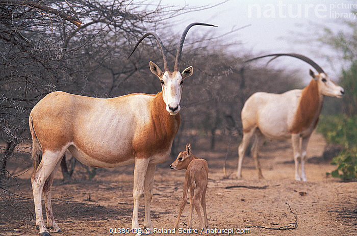 Linh dương sừng kiếm là biểu tượng của sự kiên cường và hy vọng, minh chứng cho khả năng của con người trong việc bảo vệ và khôi phục thiên nhiên. (Ảnh: naturepl)