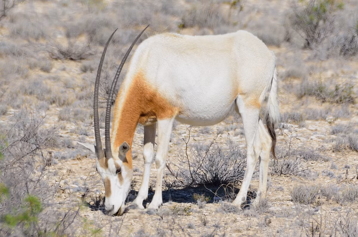 Liên minh Bảo tồn Thiên nhiên Quốc tế (IUCN) đã tuyên bố loài này tuyệt chủng trong tự nhiên trước thế kỷ 20. Tuy nhiên, nhờ vào nỗ lực bảo tồn không ngừng, loài linh dương sừng kiếm đã được hồi sinh. (Ảnh: iNaturalist)