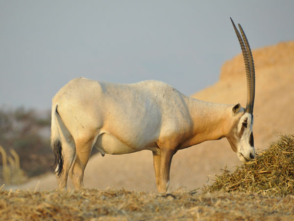 Cặp sừng và thịt của chúng mang lại giá trị kinh tế cao, khiến chúng trở thành mục tiêu săn bắt. (Ảnh: ZOOINSTITUTES)