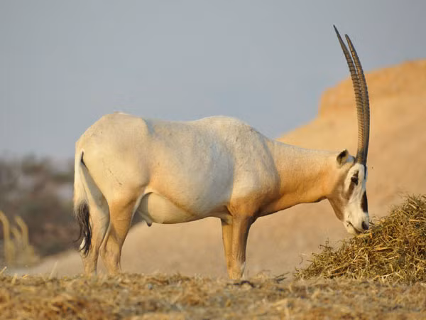 Cặp sừng và thịt của chúng mang lại giá trị kinh tế cao, khiến chúng trở thành mục tiêu săn bắt. (Ảnh: ZOOINSTITUTES)