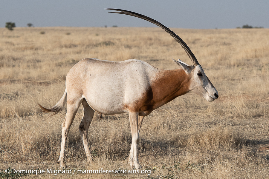 Sự thay đổi trạng thái từ tuyệt chủng trong tự nhiên sang có nguy cơ tuyệt chủng là minh chứng cho sức mạnh của hành động hợp tác bảo tồn. Dự án này mang lại hy vọng cho loài linh dương sừng kiếm cũng như khả năng khôi phục thiên nhiên và bảo vệ các loài động vật quý hiếm.(Ảnh: Mammifères Africains)