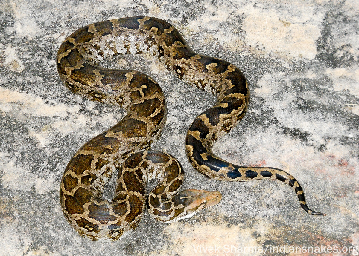 Thức ăn chủ yếu của trăn đất là các loài thú nhỏ như gặm nhấm, ếch nhái, chim, bò sát và hươu nai. Chúng săn mồi bằng cách siết chặt con mồi cho đến khi con mồi không còn cử động được.(Ảnh:India Biodiversity Portal)