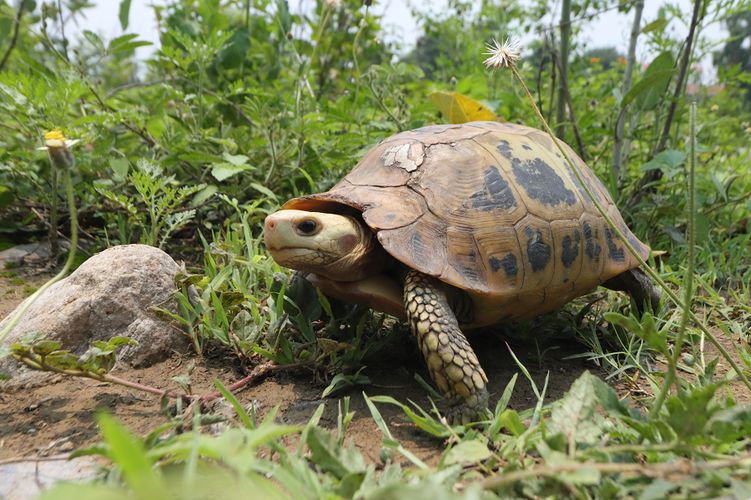 Mặc dù có vùng phân bố rộng, quần thể rùa núi vàng ngoài tự nhiên đã bị suy giảm ở mức đáng báo động, với nguyên nhân đến từ việc săn bắt quá mức và mất môi trường sống. (Ảnh:India Biodiversity Portal)