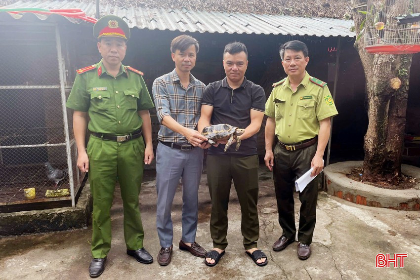 Những động vật này được phát hiện bởi người dân địa phương, anh Đậu Đình Phương và ông Trần Văn Phúc, sau đó được báo cho chính quyền. Rùa núi vàng nặng 2,5 kg và hai con trăn đất nặng tổng cộng 10 kg. Các cá thể sẽ được chăm sóc và thả về tự nhiên. (Ảnh: Báo Hà Tĩnh)