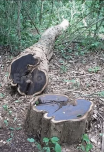 Gỗ đen châu Phi nổi tiếng với kết cấu dày đặc, bóng láng và màu sắc từ đỏ đến đen thuần khiết. (Ảnh: IndiaMART)