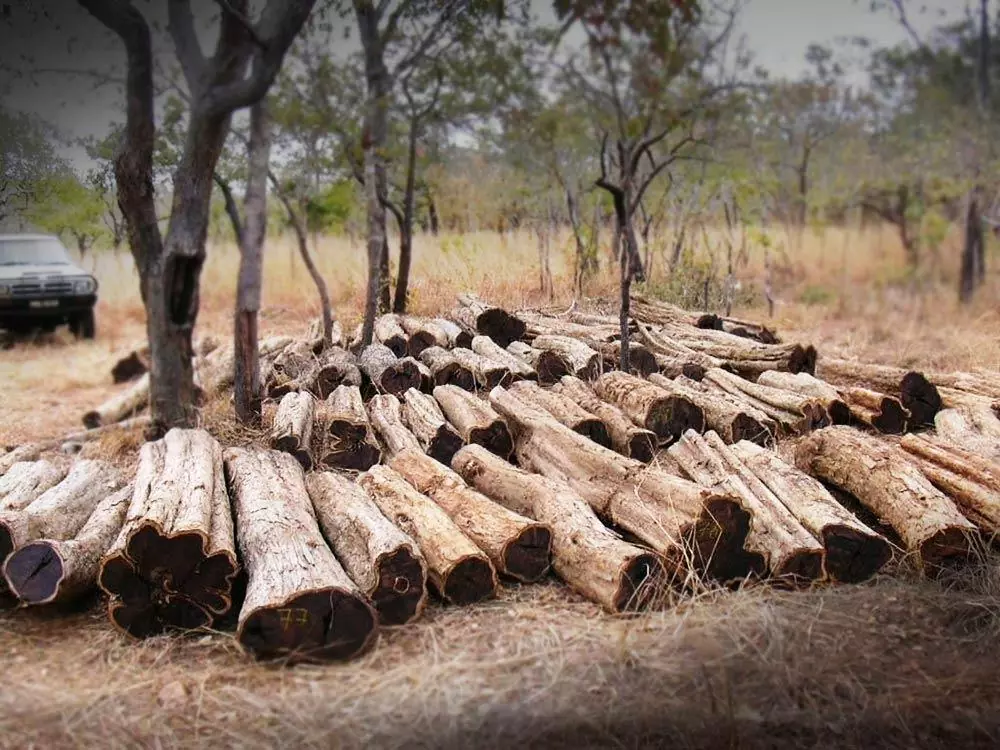 Ngày nay, nó vẫn giữ vững vị thế là một trong những loại gỗ quý hiếm nhất, với giá trị thương mại cao. (Ảnh: ProSono Hardwoods)