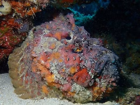 Khi bị đe dọa, cá mặt quỷ sẽ dựng thẳng những chiếc gai này lên, sẵn sàng phun độc vào kẻ thù. (Ảnh:JungleDragon)