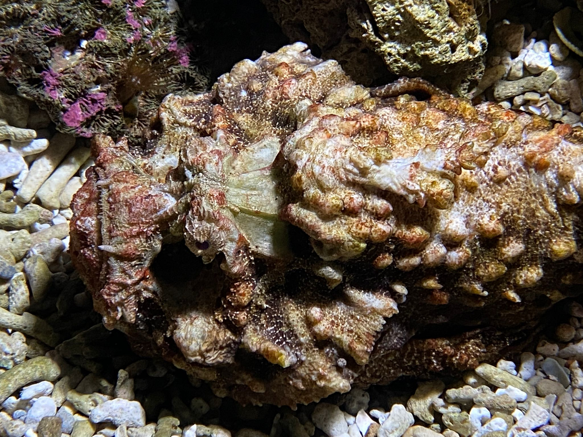 Điểm đáng sợ nhất của cá mặt quỷ chính là những chiếc gai độc dọc theo vây lưng. Mỗi chiếc gai này chứa độc tố mạnh, có thể gây ra cơn đau đớn dữ dội và thậm chí dẫn đến tử vong nếu không được chữa trị kịp thời.(Ảnh:Fishipedia)