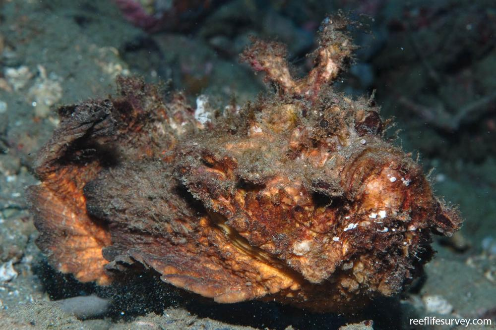 Loài cá mặt quỷ còn nổi tiếng với cách giao phối rùng rợn. Con đực nhỏ hơn rất nhiều so với con cái và sống ký sinh suốt đời trên cơ thể bạn tình. (Ảnh:Reef Life Survey)