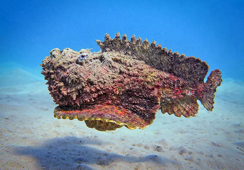 Trong thế giới đại dương bao la, có một loài cá mà chỉ cần nghe tên thôi cũng đủ khiến nhiều người phải rùng mình: cá mặt quỷ (Synanceia). (Ảnh:Synanceia verrucosa)