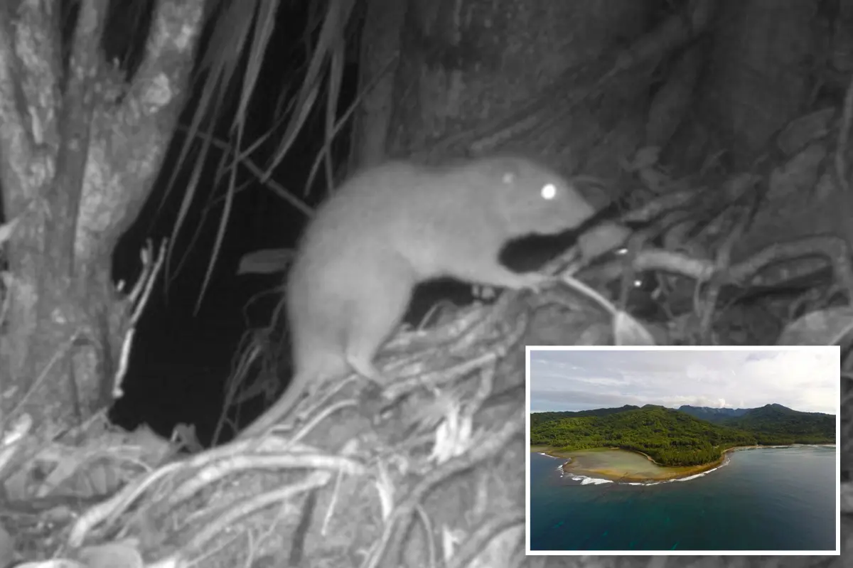 Sự suy giảm môi trường sống và các mối đe dọa từ con người là những yếu tố chính đe dọa sự tồn tại của loài này. Các nhà khoa học đang nỗ lực nghiên cứu và bảo vệ loài chuột này để đảm bảo chúng không bị tuyệt chủng. (Ảnh: New York Post)