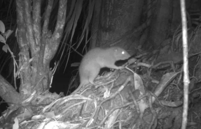 Mới đây, các nhà khoa học từ Đại học Melbourne và Đại học Quốc gia Quần đảo Solomon đã ghi lại hình ảnh của 4 con chuột khổng lồ này thông qua bẫy camera.(Ảnh: Người đưa tin)