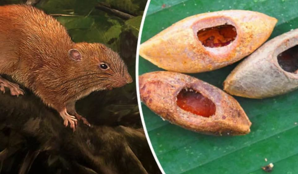 Chúng sống trên cây kapuchu ở độ cao khoảng 10 mét, điều này giúp chúng tránh được nhiều loài săn mồi dưới mặt đất. (Ảnh: El Heraldo de San Luis Potosí)